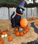 pumpkin patch 01.jpg