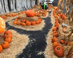 pumpkin patch 02.jpg