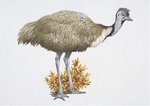 Emu.jpg