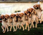 puppies2.jpg