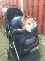 tyke_in_stroller-min.jpg