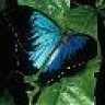 blue butterfly