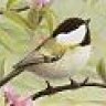 Chickadee77