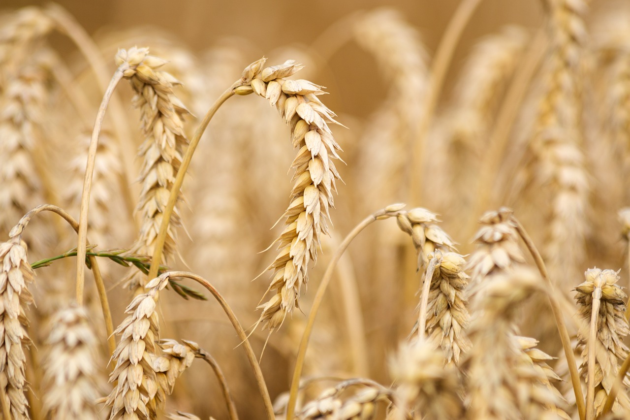 What Is The Difference Between Wheat Free and Gluten Free Diets?